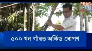 Orchid planting in 500 villages | Orchid revolution in Assam