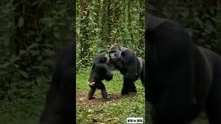 Chimpanzee vs Gorilla!!! Epic fight.