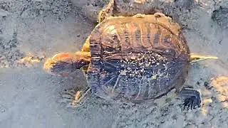 Saving a fresh water turtle