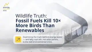 Fossil Fuels Kill 10x More Birds Than Renewables @energytrackerasia