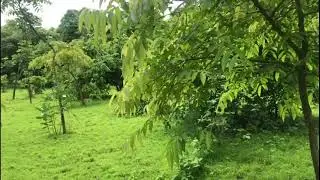 Ksamah - Save Aarey Movement