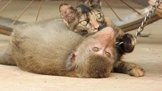 Pit Lovely Cat Vs Monkey - Funny Cat Compilation - Funny Fail Video