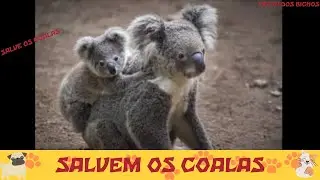 SALVEM OS COALAS -  FESTA DOS BICHOS