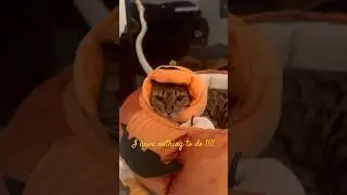 I have nothing to do !!! #catshorts #funny #cutepet #cat #pets #instapets