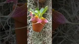 Masdevallia decumana. Мініатюрні Орхідеї.
