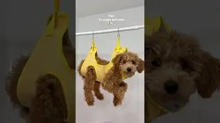 It&rsquo;s bath time! #puppy #dog #viral #bathtime #asmrsounds #shorts