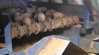 Maine Potatoes