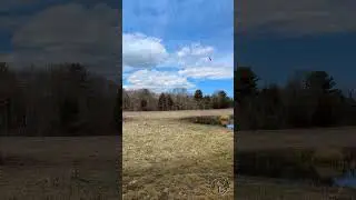 Watching the Birds Over the Pond #birds #4k #nature #beautifulday #sunshine