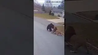 Feral Exchange Breaks Instinct? #wildanimals #animals #shorts #viral #nature