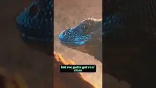 Monitor Lizard eyesight is like no other #reptiles #lizards
