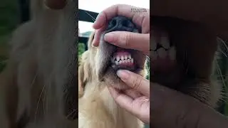 Pet owners can't help but praise it! 🐶Dogs are omnivores with complex teeth.