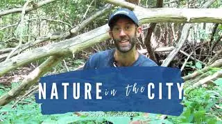 Urban Forestry | Spotted Jewelweed