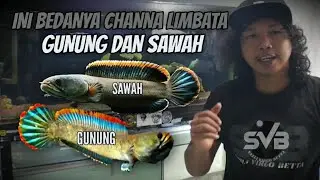 INI DIA ‼️ PERBEDAAN CHANNA LIMBATA GUNUNG DAN CHANNA LIMBATA SAWAH ....