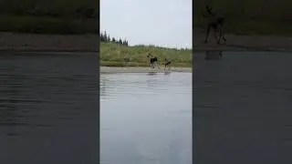 Fireline Video: Watch as a Moose and Baby Swim Across the Draanjik River Chalkyitsik Complex
