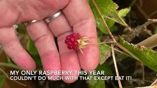 Gloomy's Garden - Autumnal Harvest 2023