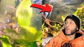 How to Remove Green Spot Algae & Tips to Reduce Algae Growth !