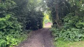 Tranquil Park Walk by the Lake: Birds Chirping and Nature Sounds