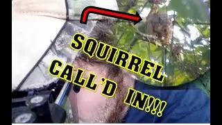 Air Venturi Avenger 25cal 25.4gr Pellet vs Squirrel Called IN!!!
