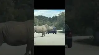 Rhino Removes wheel hubcap