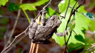 Gray Tree Frog Makes Barking Sound
