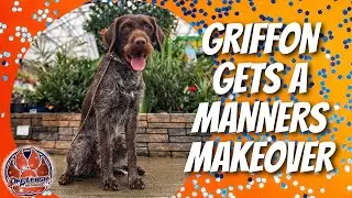 Birmingham Dog Trainers - 1 Year Old Male Wirehaired Pointing Griffon Gets A Manners Makeover!