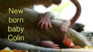 New born baby monkey of Casca in Mila group name him Colin