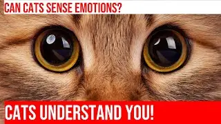 Can Cats Sense Our Emotions? The Mystery Unveiled