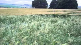 Inside a crop formation, Four!