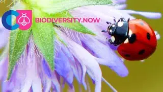 Necessary actions to stop biodiversity loss - Panu Halme