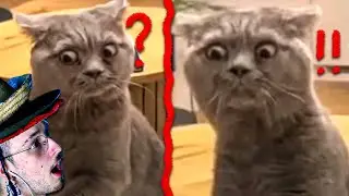 DOSE DIÁRIA DE INTERNET PRA ALEGRAR SEU DIA (@Umild @TibaLives )