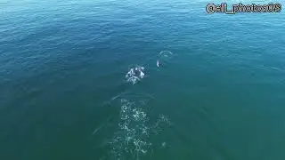 Dolphins at Cove Bay, Near Aberdeen