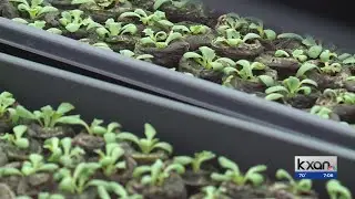 Drought causes Texas farmers to turn to unexpected solution - robots