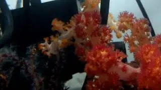 Dendronephthya aquaculture USA