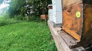 #beekeeping Honeybees in Slow Motion