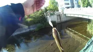 Eskişehir Porsuk Çayı Kasna Avı (Chub Fishing) - 79