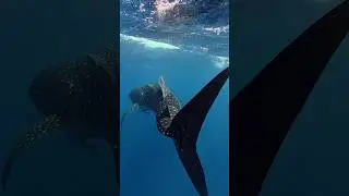 The most beautiful gentle giants #whaleshark #ningaloo #exmouth #australia #westernaustralia #diving
