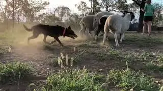 Training an Australian Working Kelpie on a mob of sheep