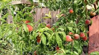 White peaches fruit taste test