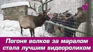 Погоня волков за маралом стала лучшим видеороликом
