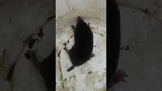 A live mole in a bucket
