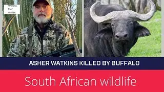 Wildlife enthusiasts and reputable hunter Asher Watkins dies due to a buffalo attack in Limpopo 