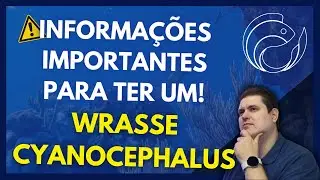 WRASSE CYANOCEPHALUS... INFORMA&Ccedil;&Otilde;ES IMPORTANTES PARA TER UM!