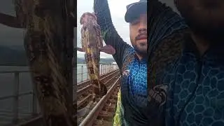 TODO MUNDO DUVIDOU&hellip; AT&Eacute; ESSE PEIXE APARECER NA LINHA DO TREM 🚆🐟
