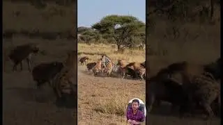 Zebra vs Hyenas &ndash; Intense African Savannah Battle Caught in 13 Seconds! 🦓🐾. #ZebraVsHyenas #wildlife