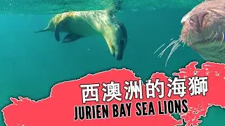 來西澳洲找野生海獅吧哦！