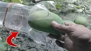 ALAT PEMETIK BUAH ini harus anda miliki