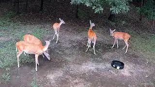 Hanging with the Herd