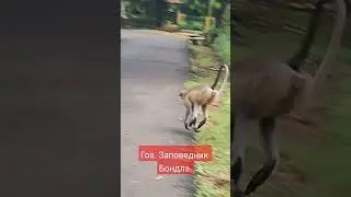Индия. Гоа. Обезьяна. Заповедник. Бондала. Bondla #music #musica #calmdown #travel #nature