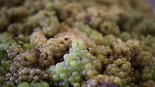 Domaine Luneau Papin- Vendanges 2019