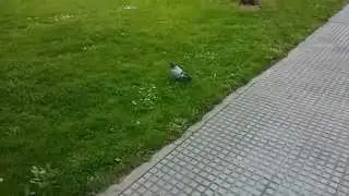 LG G2 Xdabbeb Camera MOD Pidgeon Slow Motion Video 120fps